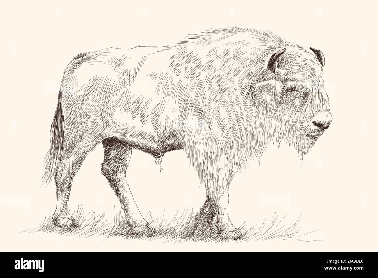 A large old bison stands on its feet in the grass. Pencil hand drawing sketch on a beige background. Stock Vector