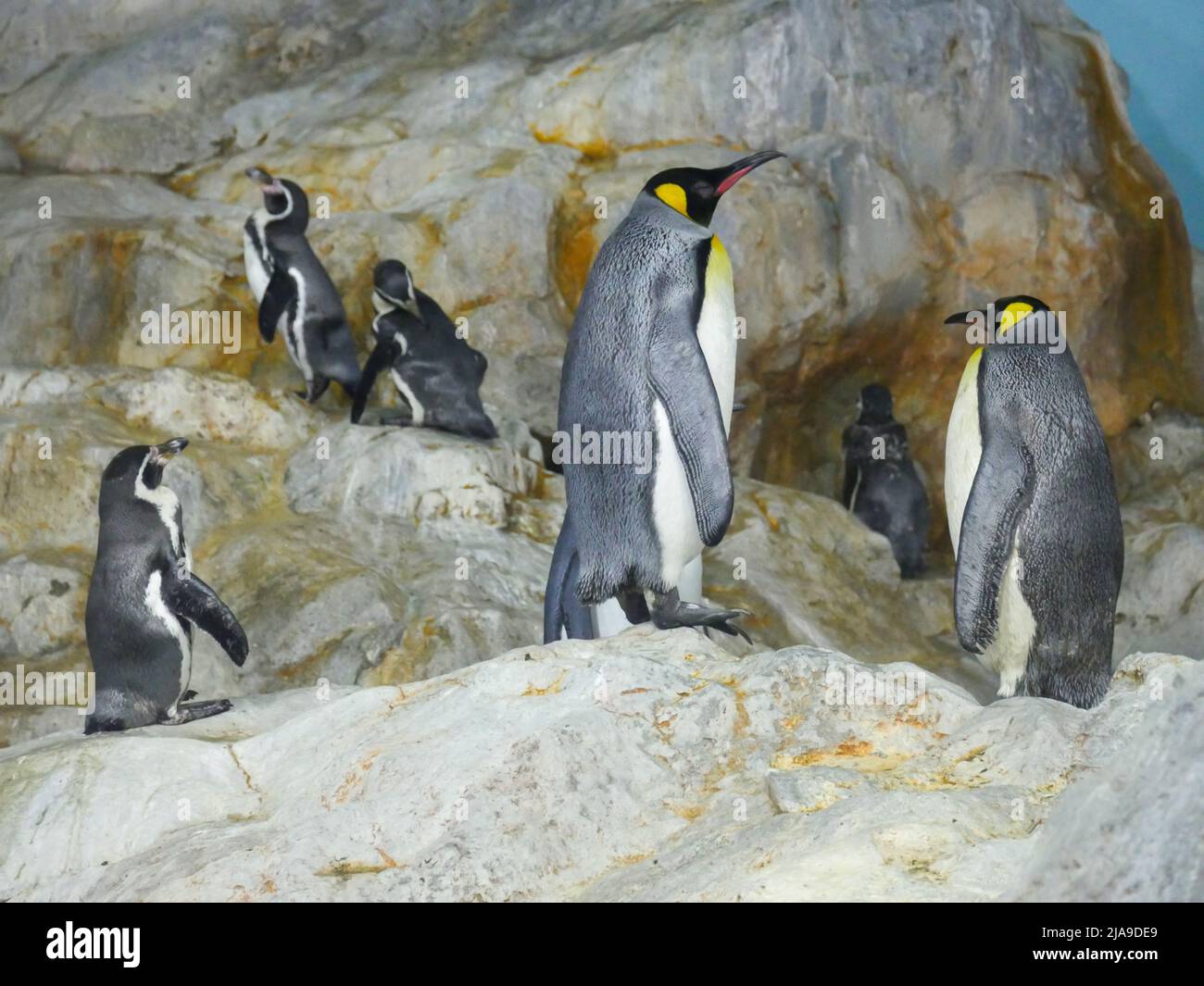 king penguin (Aptenodytes patagonicus) is the second largest species of