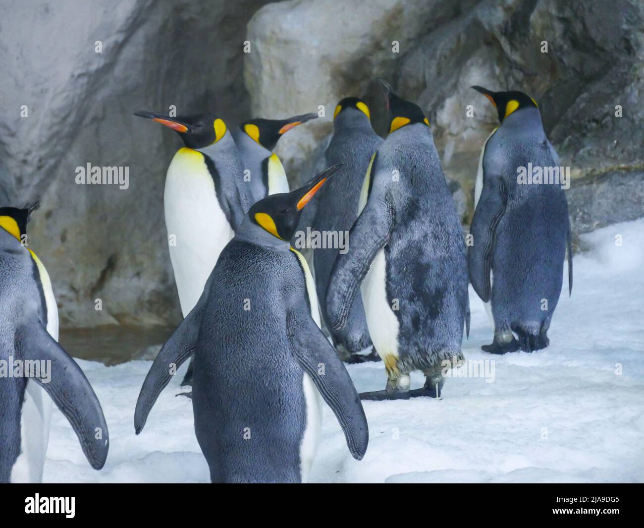 king penguin (Aptenodytes patagonicus) is the second largest species of