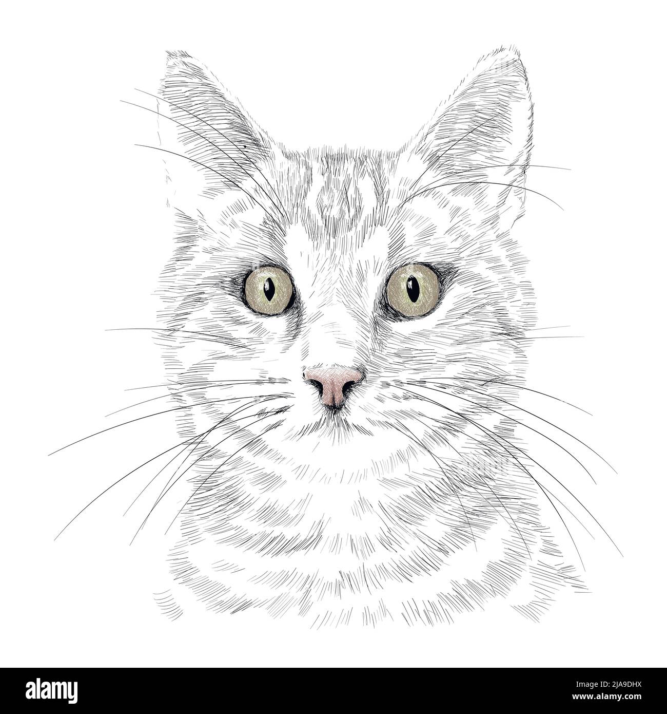 The head of a cat with a mustache. Pencil hand drawing sketch isolated on a white background