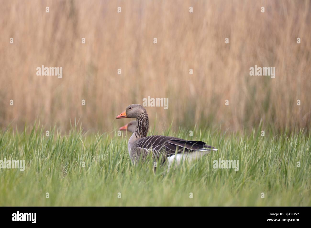 Two greylag goose in tall grass Stock Photo - Alamy