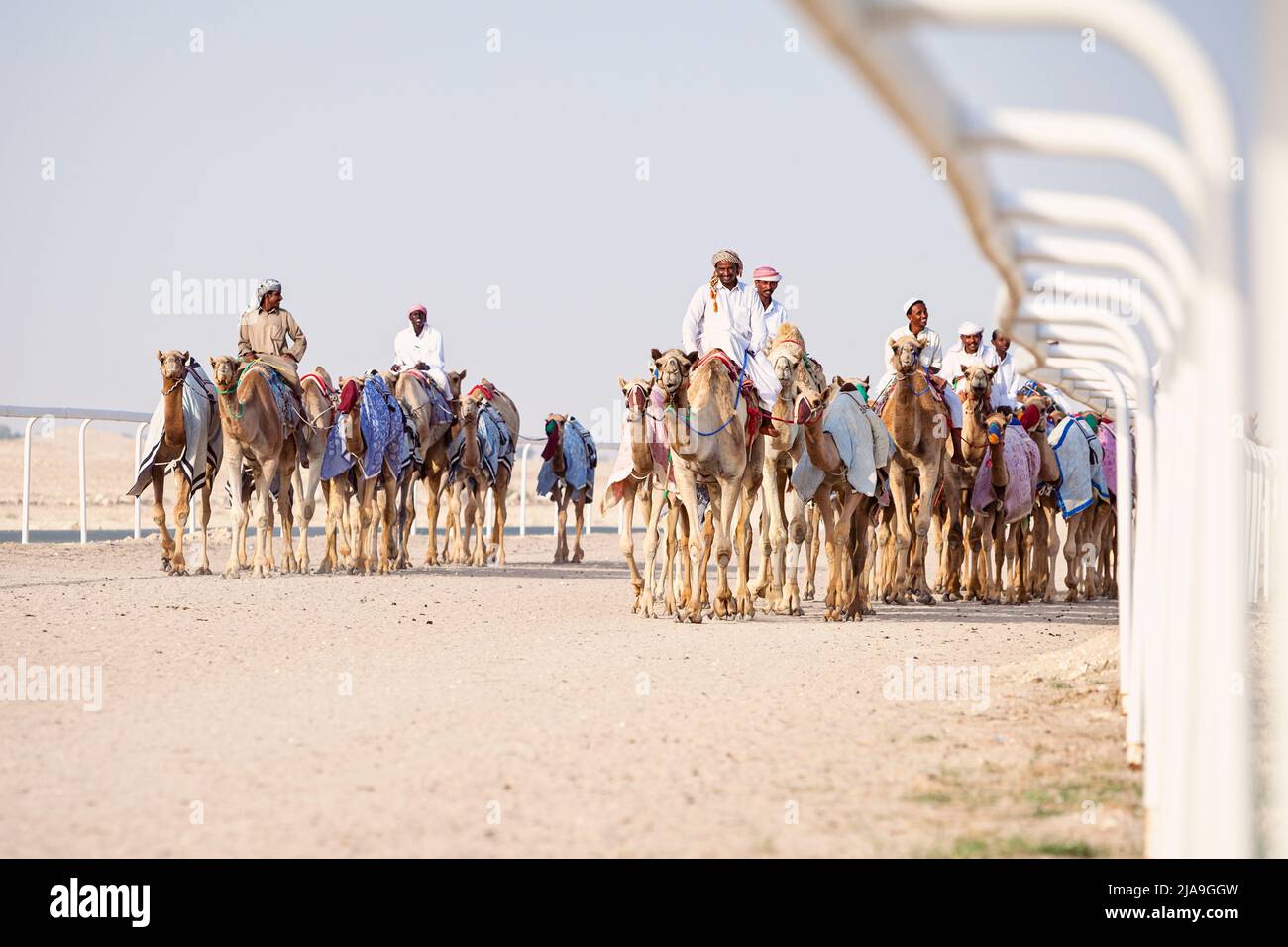 Exercising camels at the Camel Racetrack, Al-Shahaniya, Qatar. Stock Photo