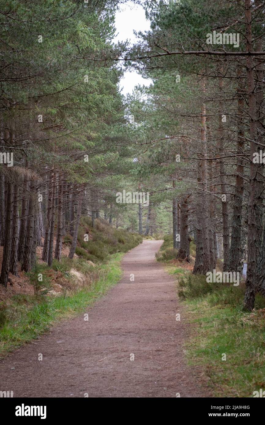 The Glenmore Forest, near Aviemore, Cairngorm National Park, Scotland Stock Photo Alamy
