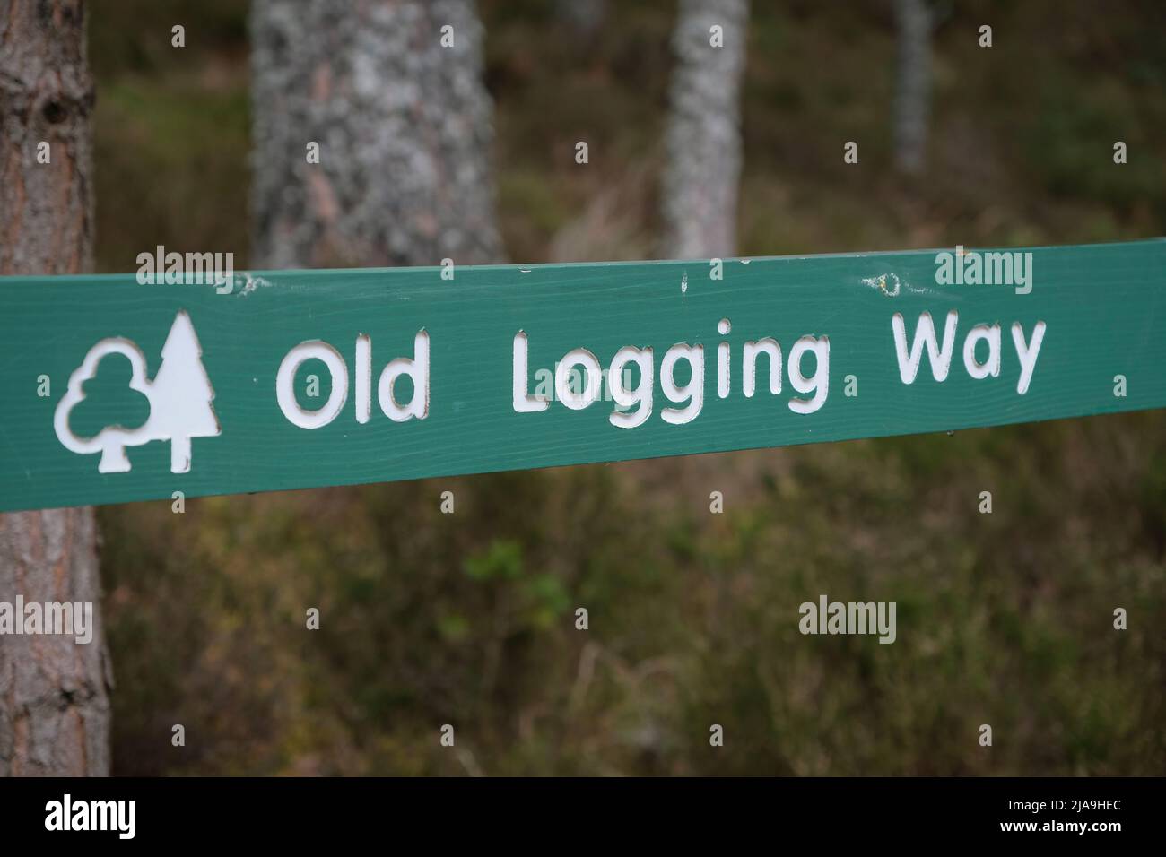 The Od Logging Way, Glenmore Forest, near Aviemore, Cairngorm National