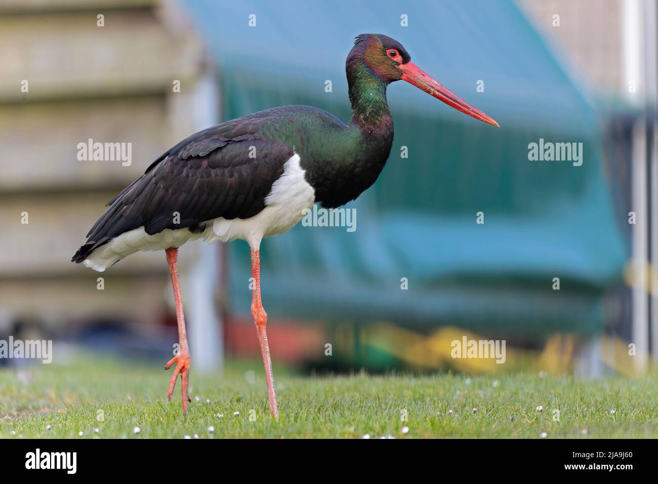 A wild adult black stork(Ciconia nigra) foraging in a garden in the Netherlands. Stock Photo