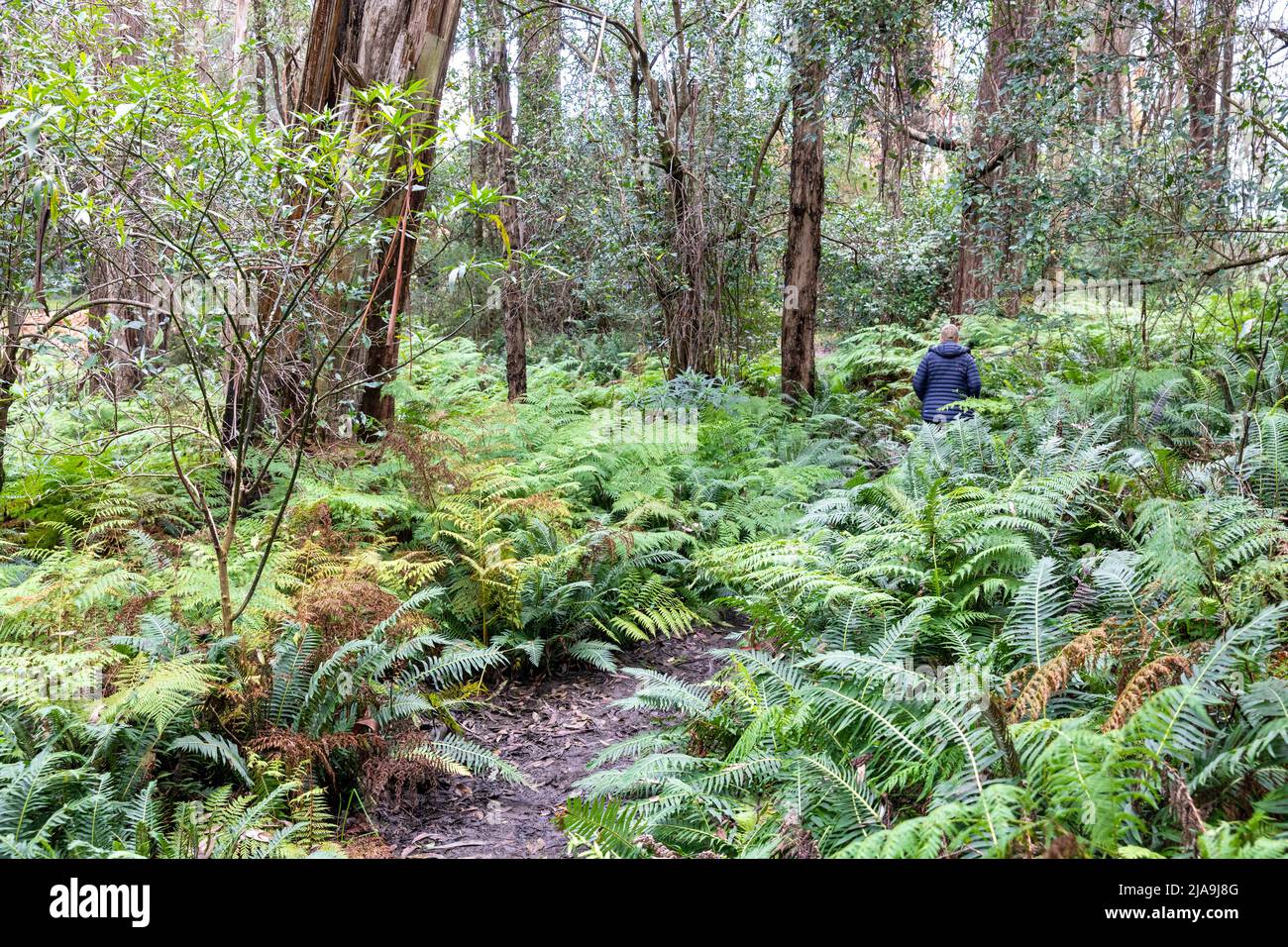 Woman walking, model released, through the Cathedral of Ferns in Mount Wilson, blue mountains world heritage area,NSW,Australia Stock Photo