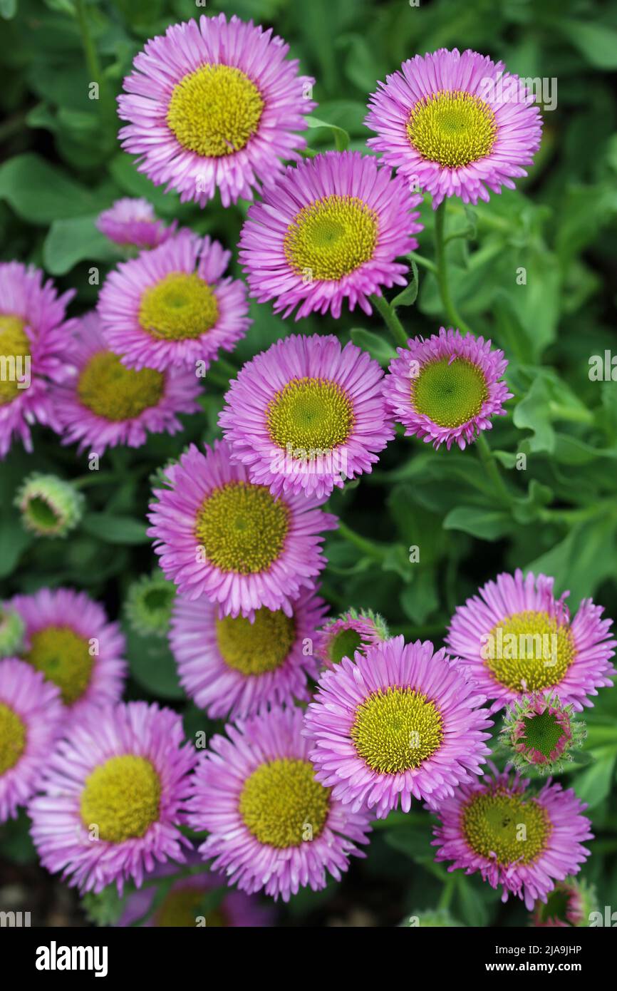 Seaside fleabane, Erigeron glaucus of unknown variety, pink flowers in close up with a blurred background of leaves. Stock Photo