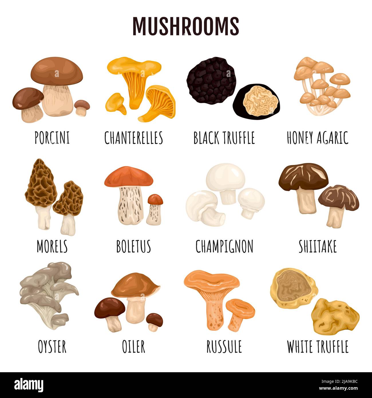 Edible mushrooms infographics set of truffle champignon chanterelle
