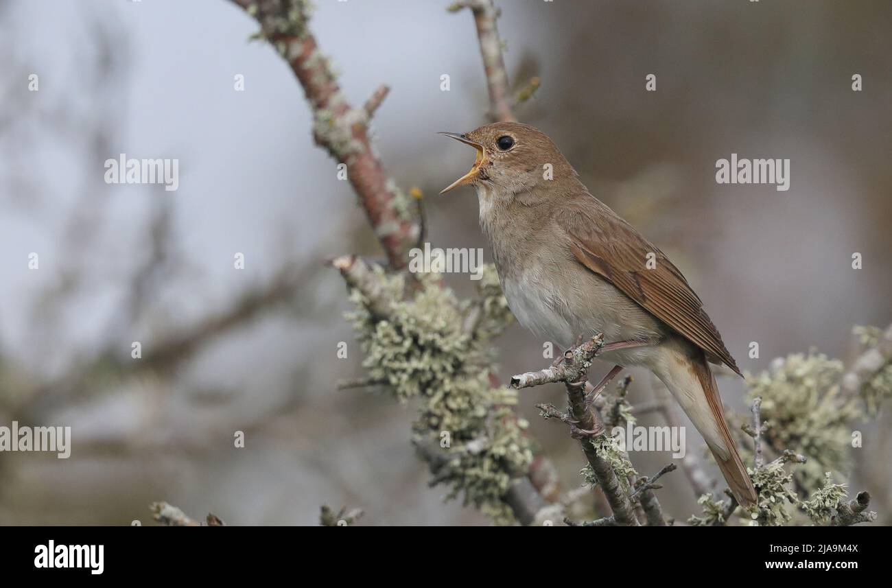 Trush Nightingale, singing from a twig Stock Photo