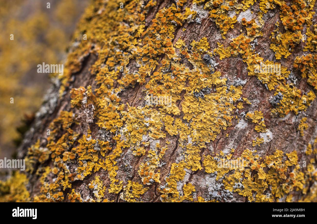closeup of yellow and orange coloured lichens growing on a tree bark