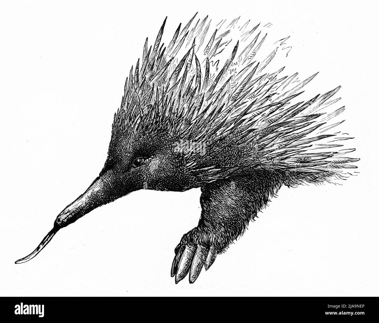 Engraving of a spiny anteater, the western long-beaked echidna (Zaglossus bruijnii) of New Guinea Stock Photo