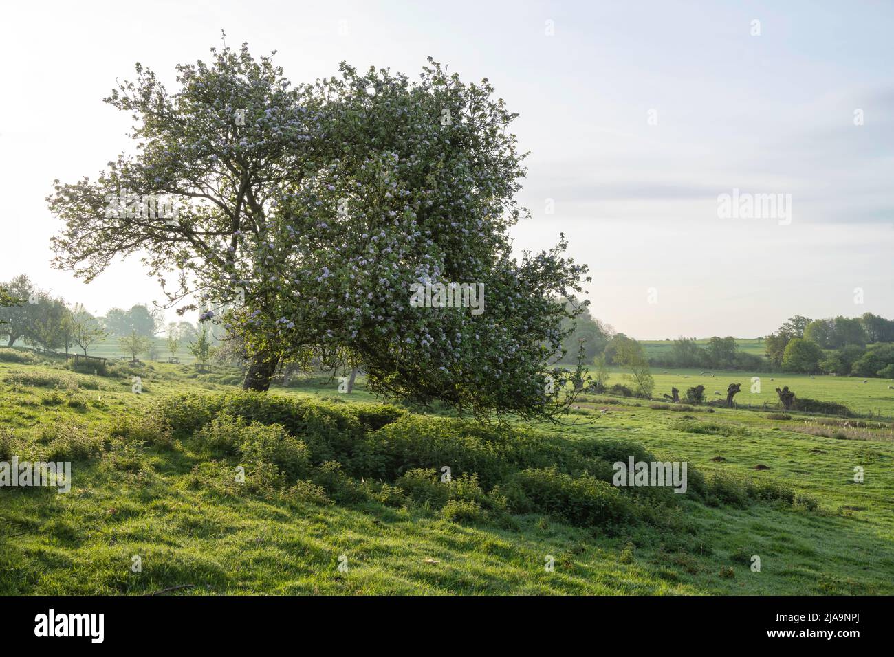 Apple tree in full blossom at the Coneygree, Chipping Campden, Cotswolds, England. Stock Photo