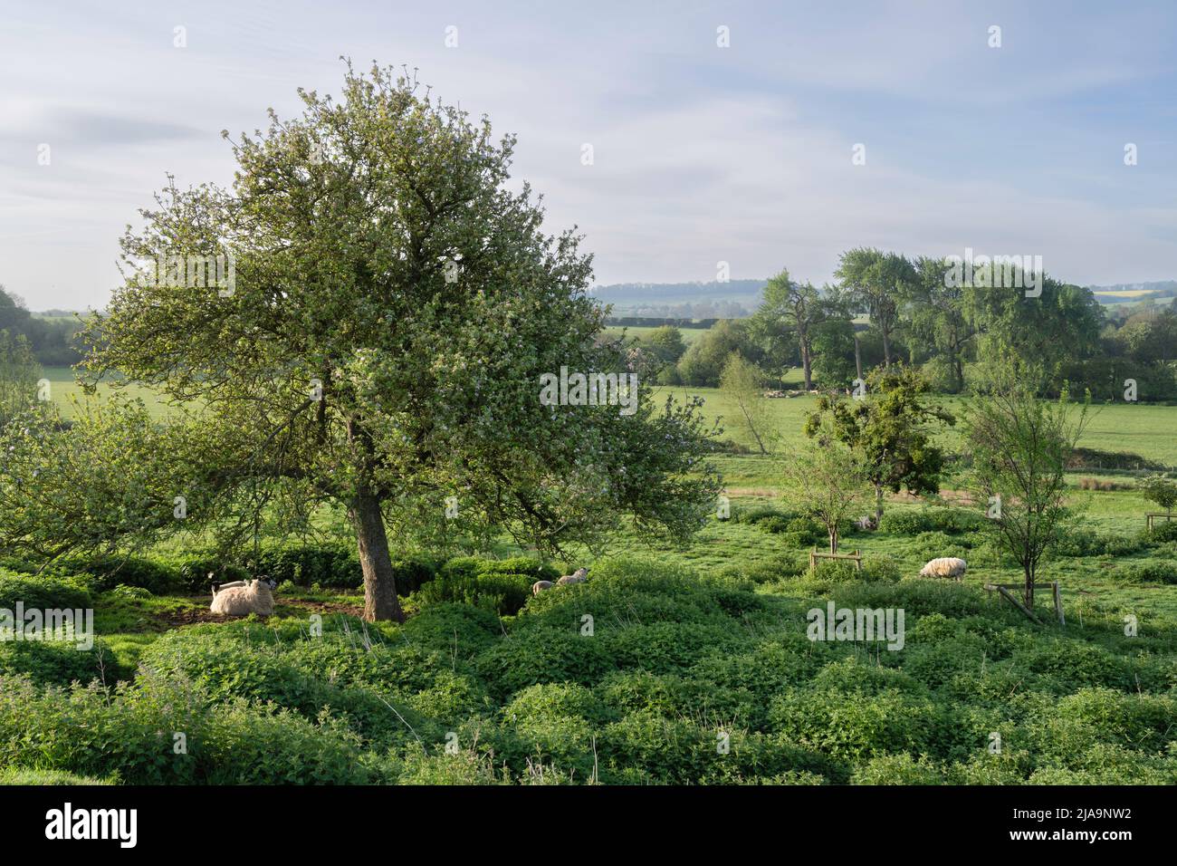 Sheep and apple tree at the Coneygree, Chipping Campden, Cotswolds, England. Stock Photo