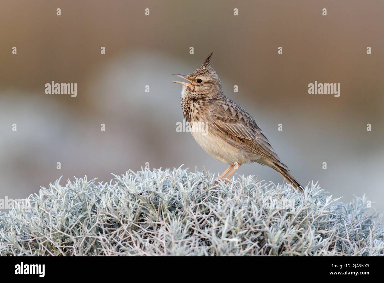 Crested lark, Kalloni saltpans, Lesvos Greece, May 2022 Stock Photo