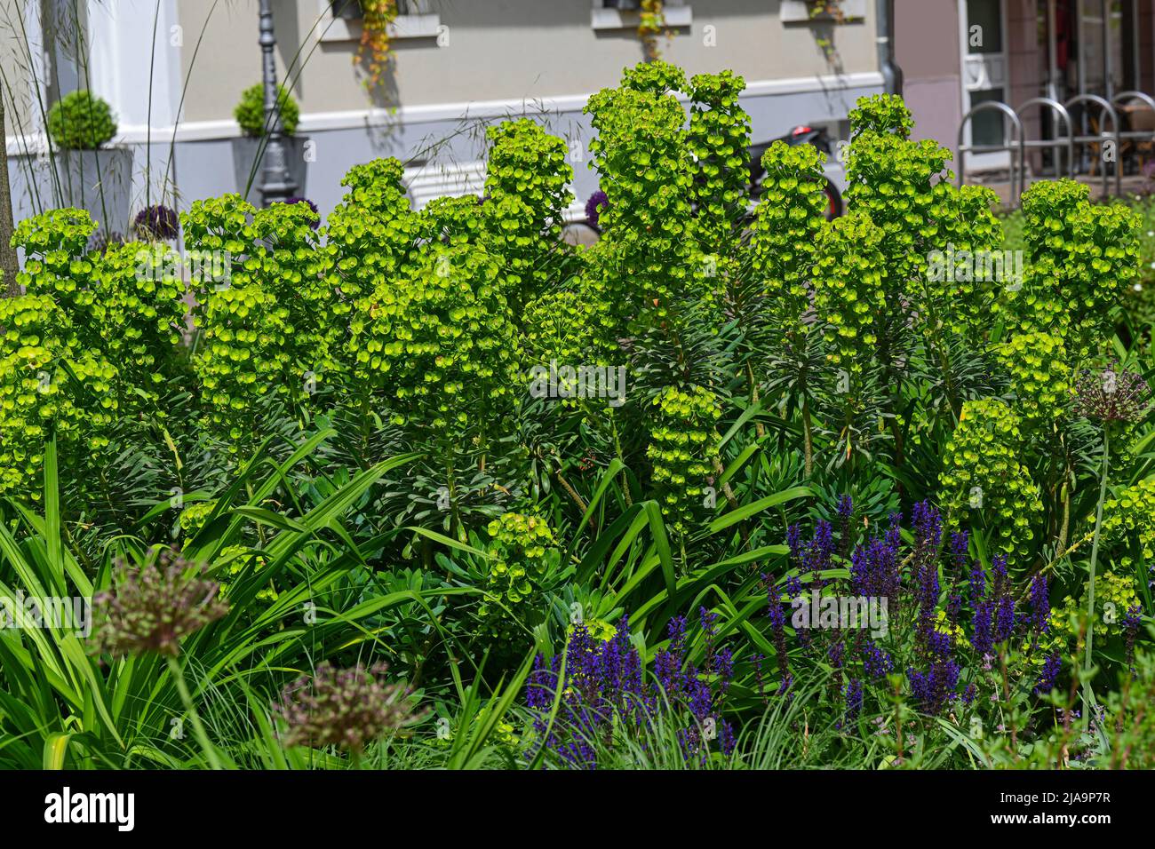 Large Mediterranean spurge (Euphorbia characias) in flowers. Botanical