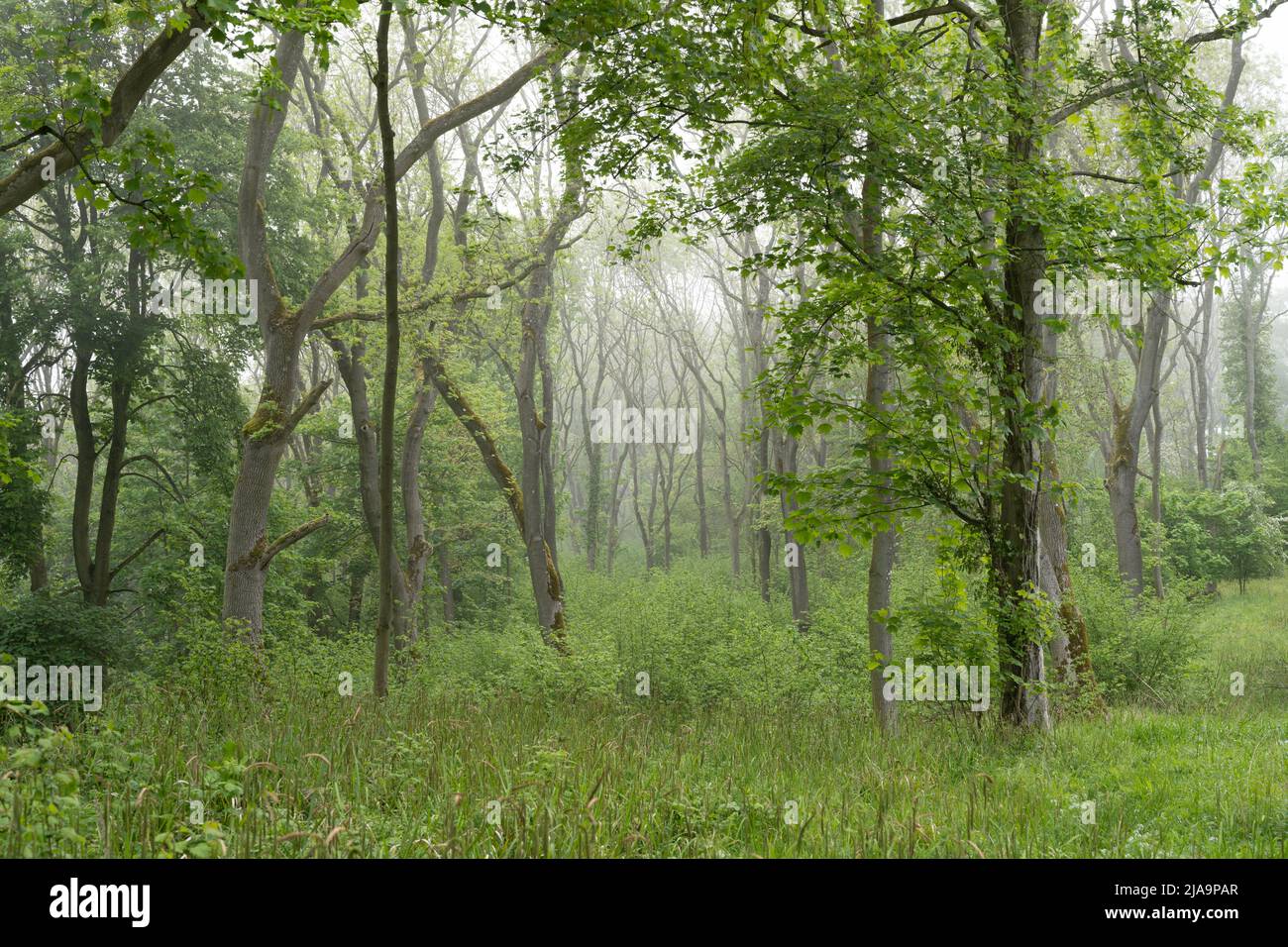 Misty North Cotswold woodland in spring, Gloucestershire, England. Stock Photo