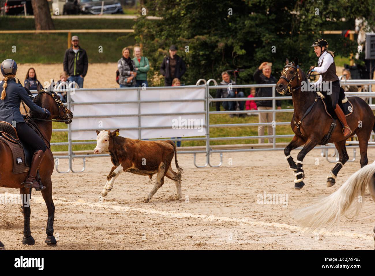 MUNICH, GERMANY - MAY 29: Working Equitation at Pferd International on May 29th, 2022 in Munich, Germany. Team cow cattle trial. Stock Photo