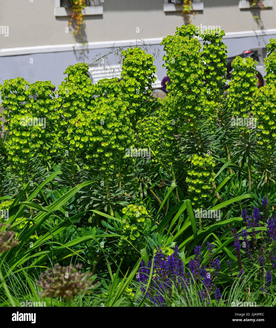 Large Mediterranean spurge (Euphorbia characias) in flowers. Botanical