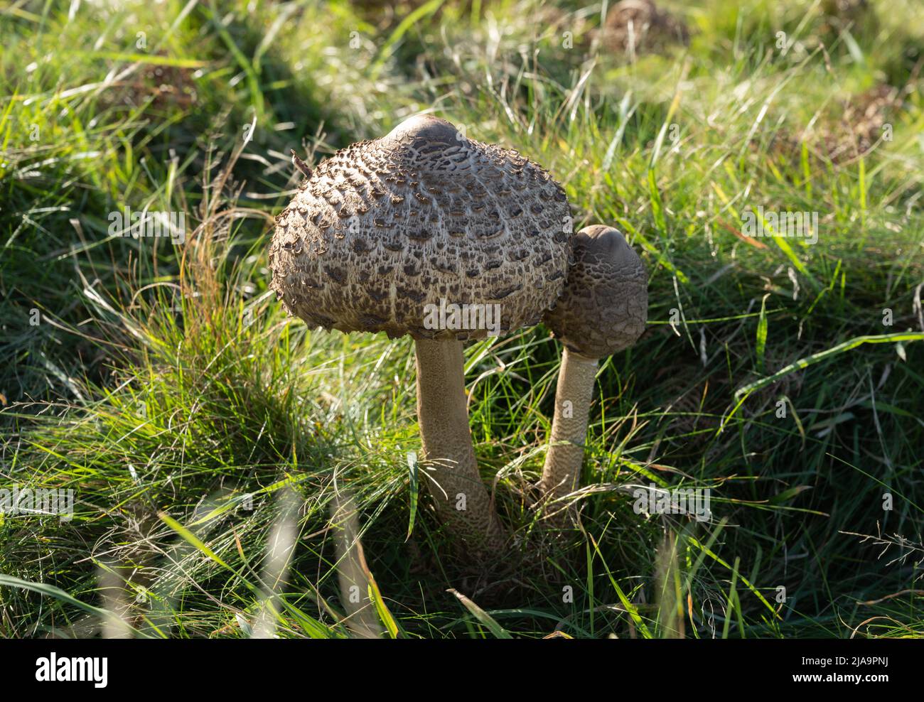 Parasol Mushroom, Devon, England. Stock Photo