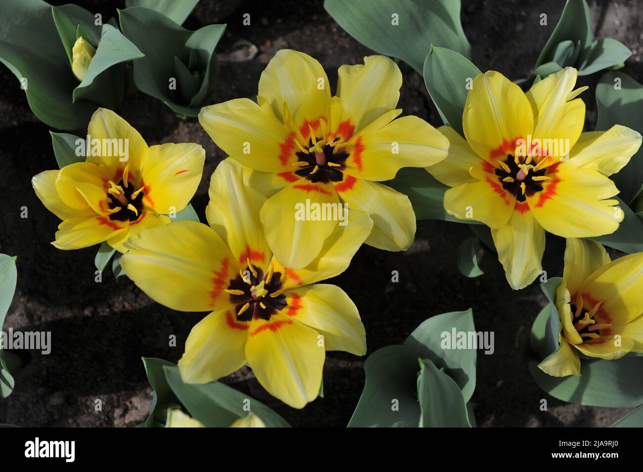 Yellow Fosteriana tulips (Tulipa) Natura Artis Magistra bloom in a garden in April Stock Photo