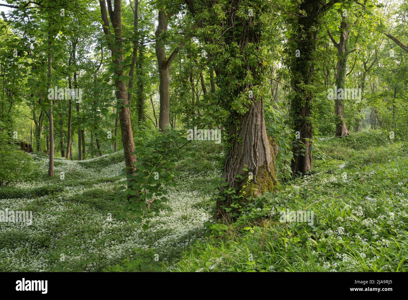 Wild Garlic or Ramsons (Allium ursinum) growing in a North Cotswold wood, England. Stock Photo