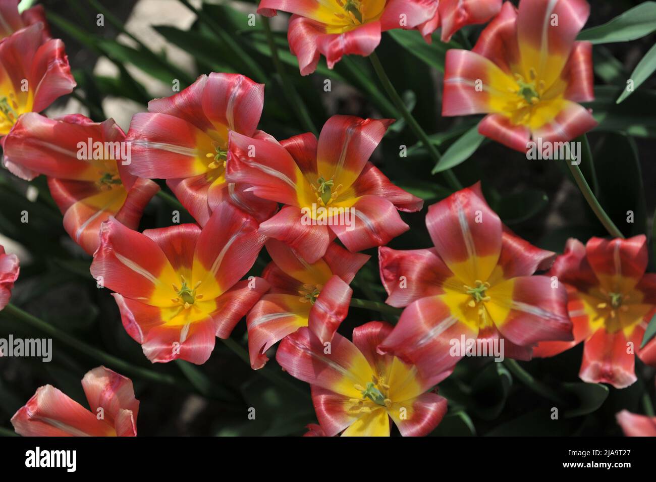 Copper-red and yellow Triump tulips (Tulipa) Ninja bloom in a garden in April Stock Photo