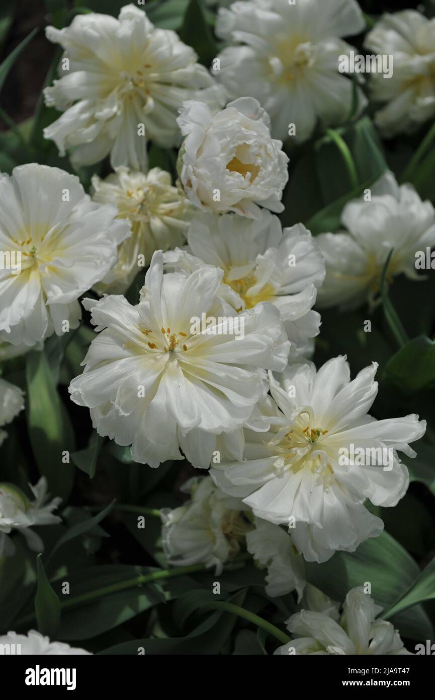 White multi-flowered Double Late tulips (Tulipa) Nirvana bloom in a garden in April Stock Photo