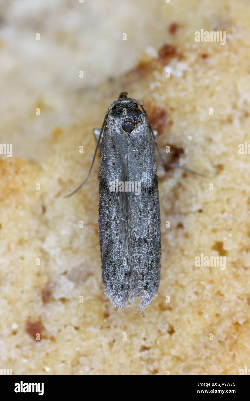 The almond moth or tropical warehouse moth Cadra cautella Pyralidae. It is a stored-product pest. Adult insect (moth) - high magnification. Stock Photo