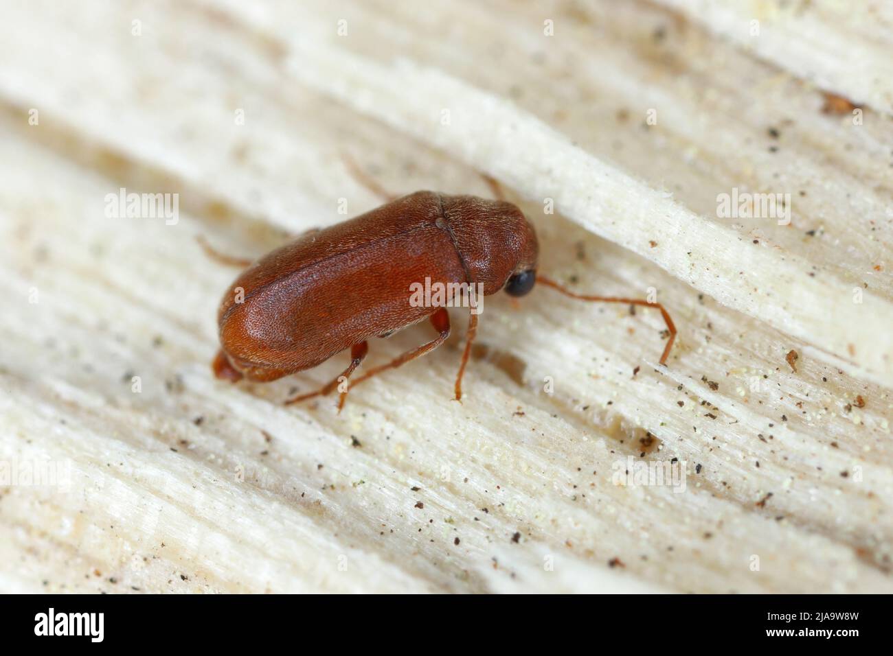 Woodboring beetle, wood borer, Anobiidae (Ernobius) on wood. High magnification. Stock Photo