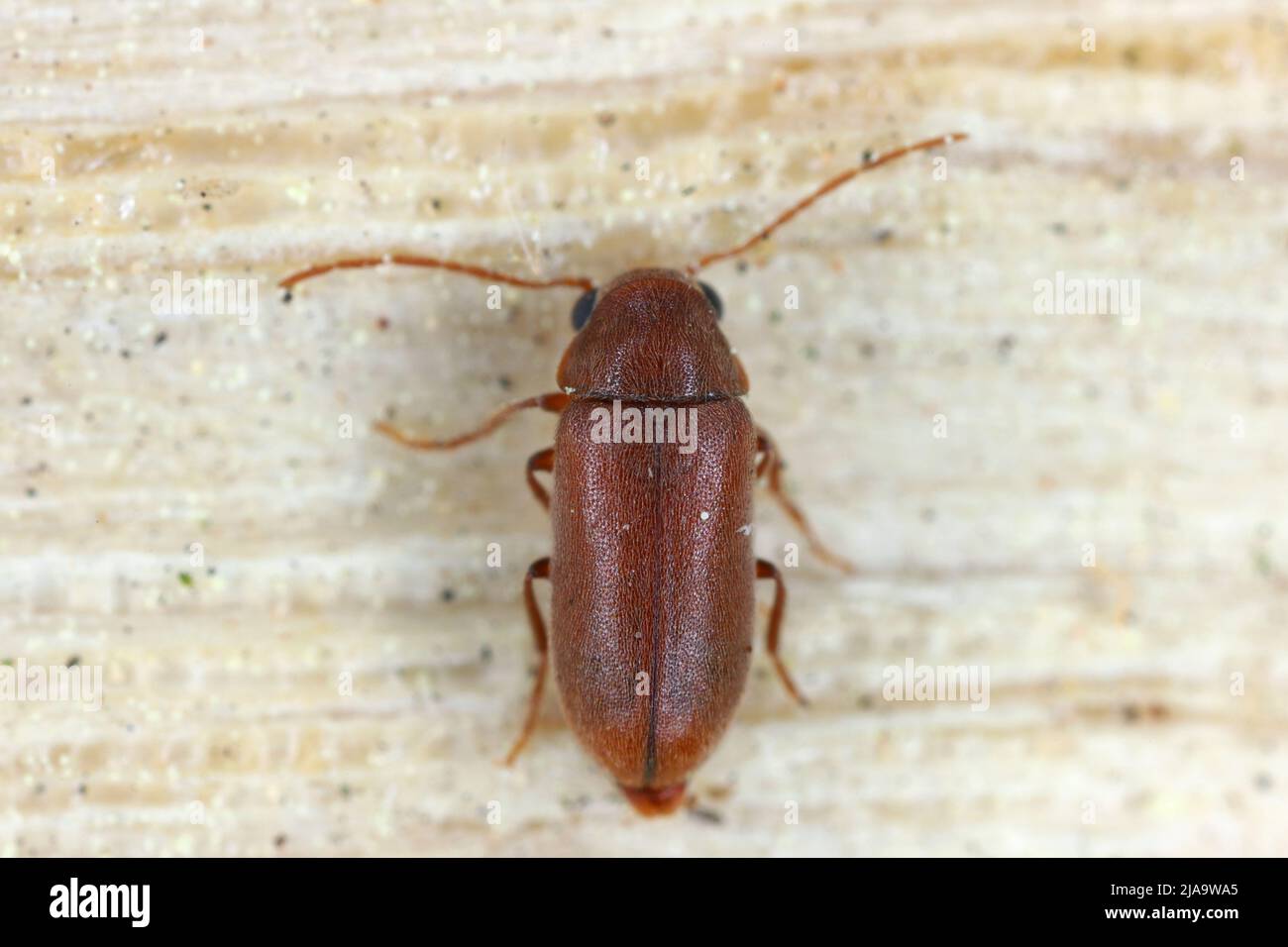 Woodboring beetle, wood borer, Anobiidae (Ernobius) on wood. High magnification. Stock Photo