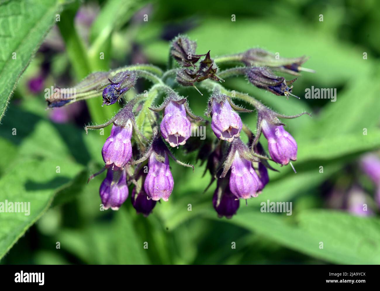 Beinwell, Symphytum, officinale, ist eine Wildpflanze mit weissen oder lila Blueten. Sie ist eine wichtige Heilpflanze und wird auch in der Medizin ve Stock Photo