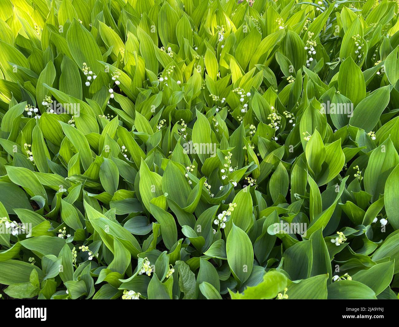 Maigloeckchen, Convallaria majalis hat weisse, Blueten. Sie ist eine Duft- und Giftpflanze und eine wichtige Heilpflanze, Lily-of-the-valley, Convalla Stock Photo
