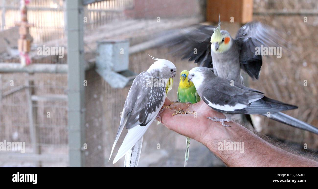Feeding beautiful parrots by hand. Little birds eat from the hand Stock