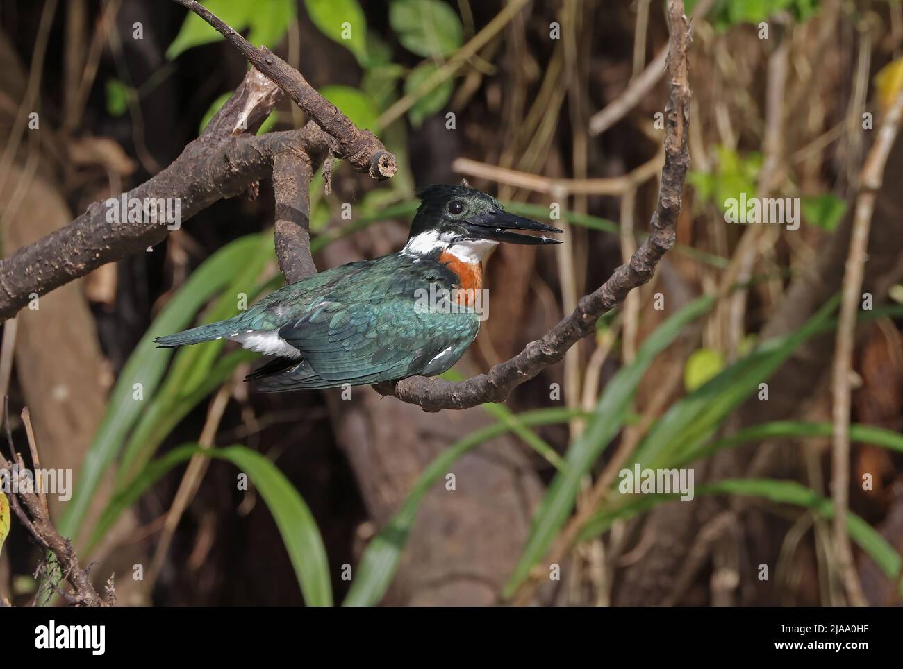 Amazon Kingfisher (Chloroceryle amazona) adult male perched on branch sunning Cano Negro, Costa Rica                               March Stock Photo