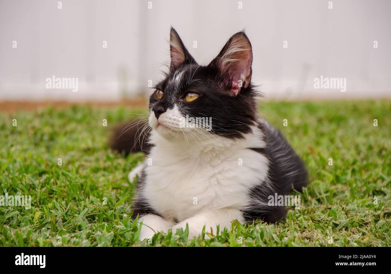 Black and White Kitten / Small Cat Laying in Grass, outdoor, day, eye level, blurred background Stock Photo