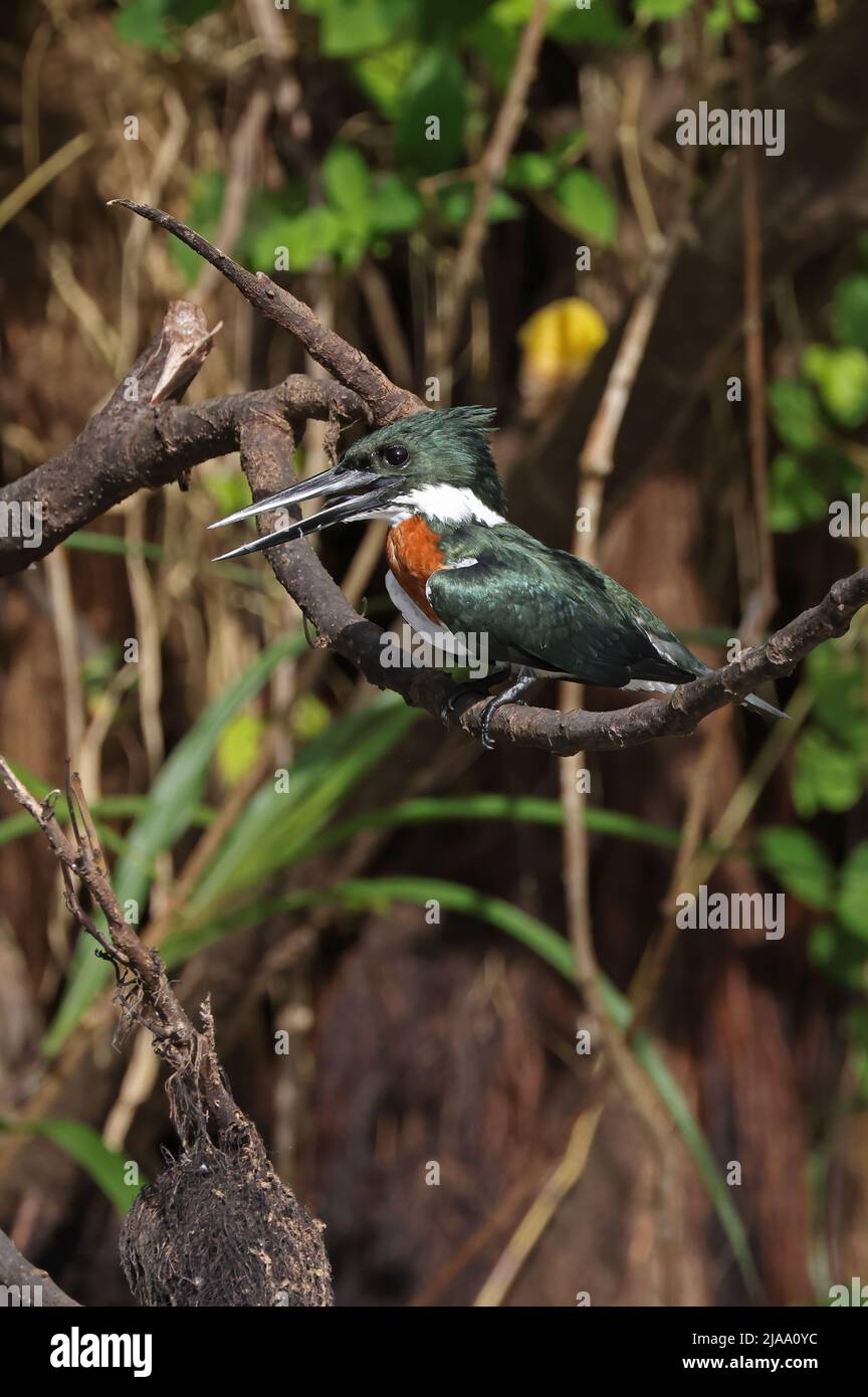Amazon Kingfisher (Chloroceryle amazona) adult male perched on branch panting Cano Negro, Costa Rica                               March Stock Photo