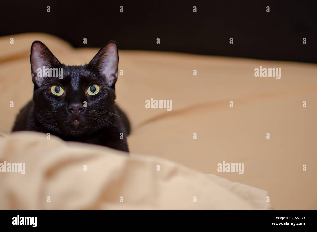 Black Cat with Gold Eyes on Gold Sheets, eye level, indoors, stark contrast, dark background. Stock Photo