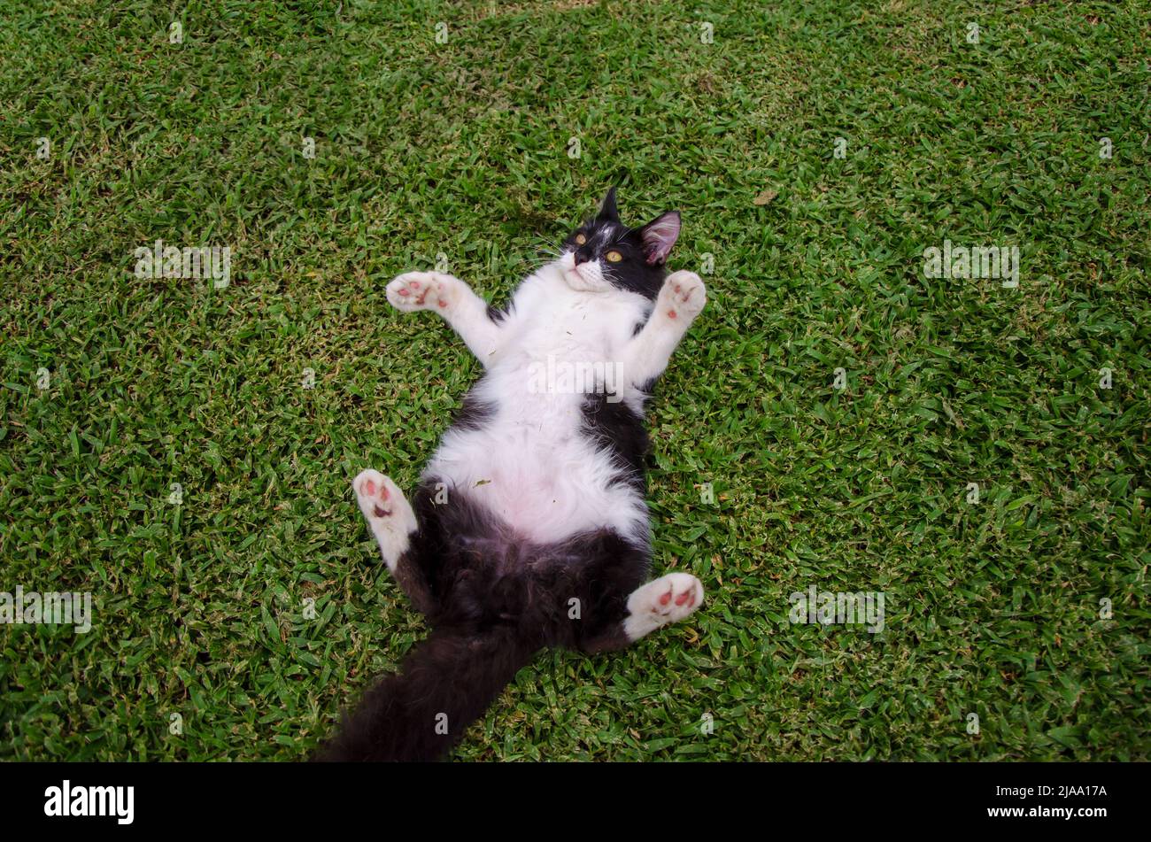 Black and White Batman small Cat / kitten laying on Back on Grass, High Angle View, Looking Down, Cat tummy, One cat, outside, outdoors, day Stock Photo