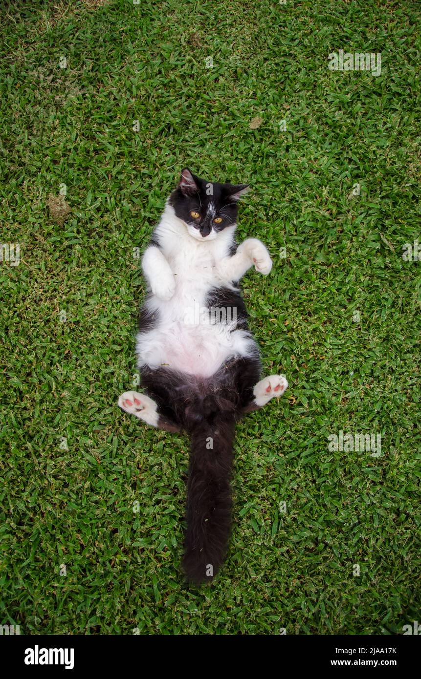 Black and White Batman small Cat / kitten laying on Back on Grass, High Angle View, Looking Down, Cat tummy, One cat, outside, outdoors, day Stock Photo