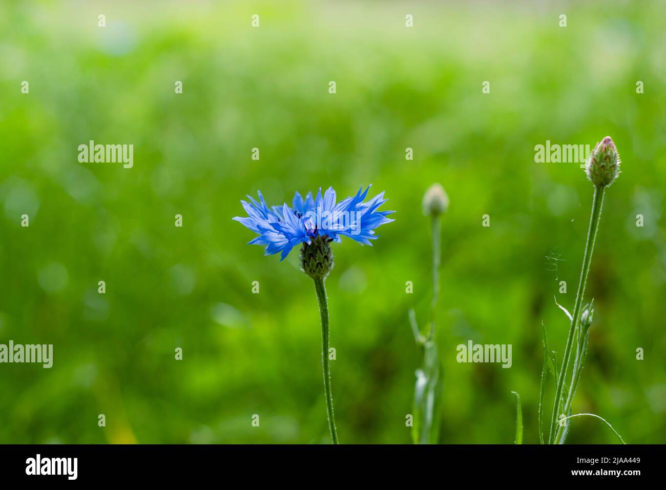 Blue cornflower flower summer meadow background. Wild flowers garden. Selective focus shallow DOF Stock Photo
