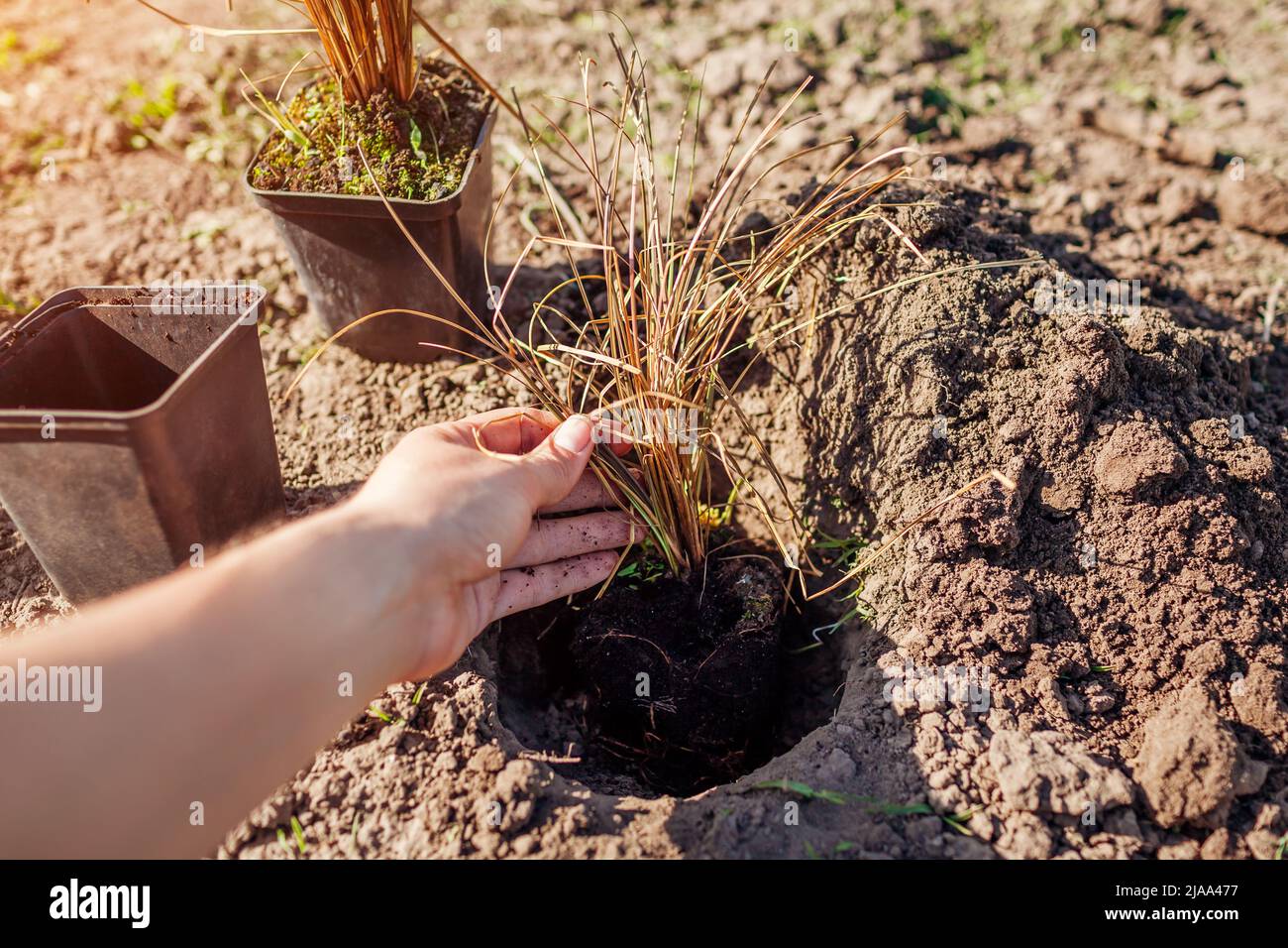Planting bronze hair sedge into soil. Gardener plants leatherleaf carex in ground in spring garden. Stock Photo
