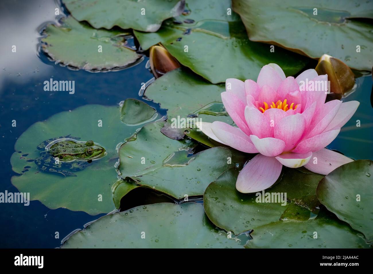 Frog sitting on waterlily leaf beside beauiful lotusflower in a pond