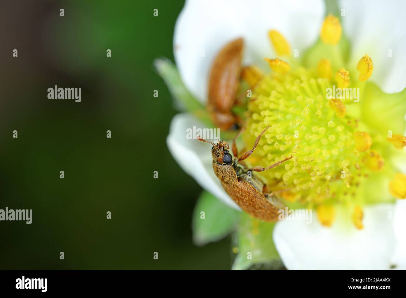 The raspberry beetle (Byturus tomentosus) on damaged flower buds of strawberries. It is a beetles from fruitworm family Byturidae a major pest affecti Stock Photo
