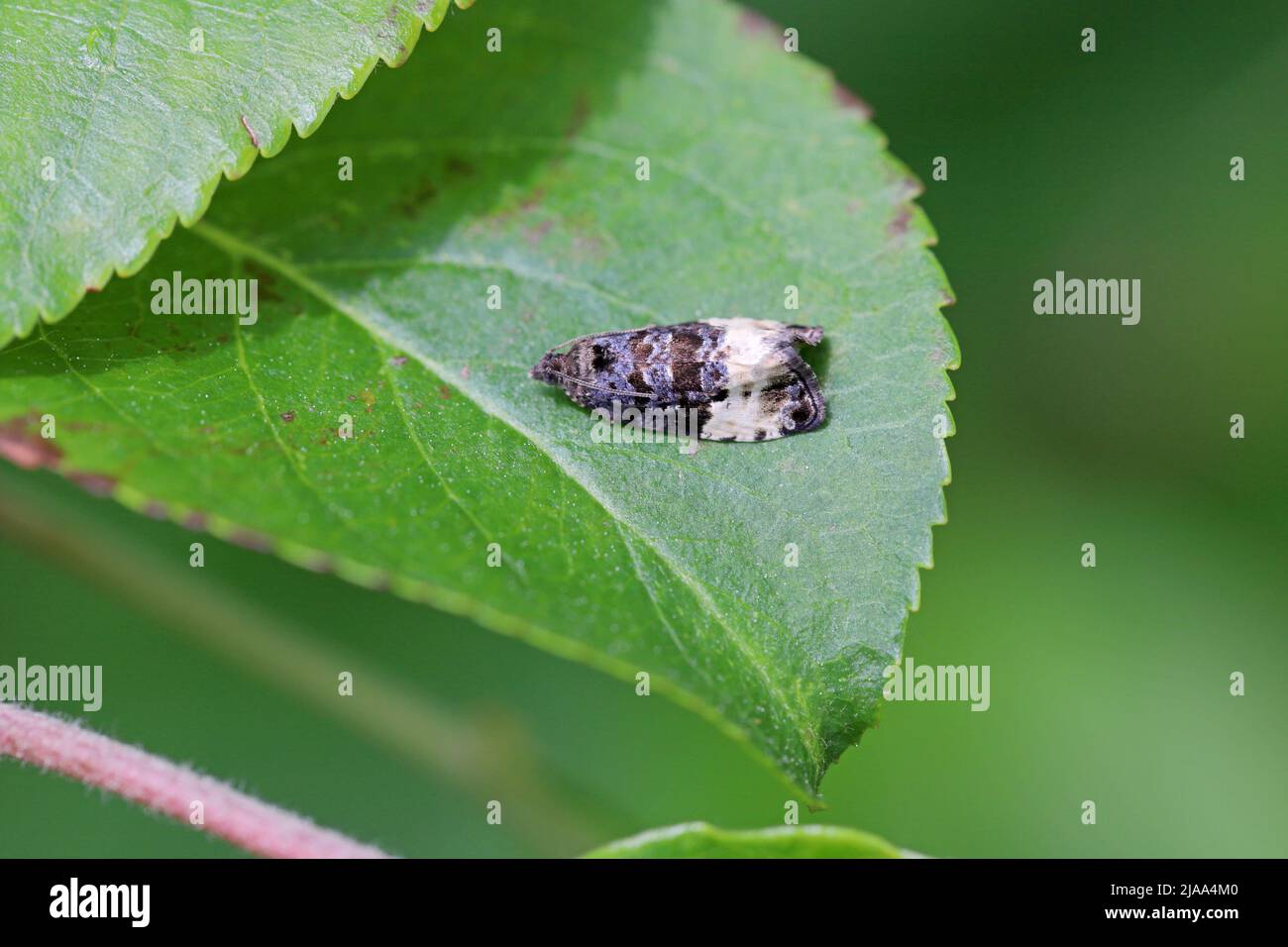 Plum tortrix (Hedya pruniana) on a plum tree. Caterpillars feed on a variety of fruit trees in orchards and gardens. Stock Photo