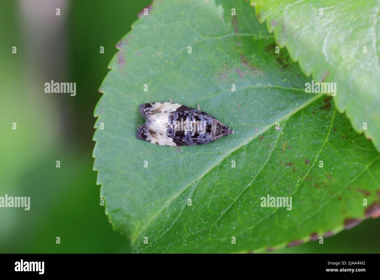 Plum tortrix (Hedya pruniana) on a plum tree. Caterpillars feed on a variety of fruit trees in orchards and gardens. Stock Photo