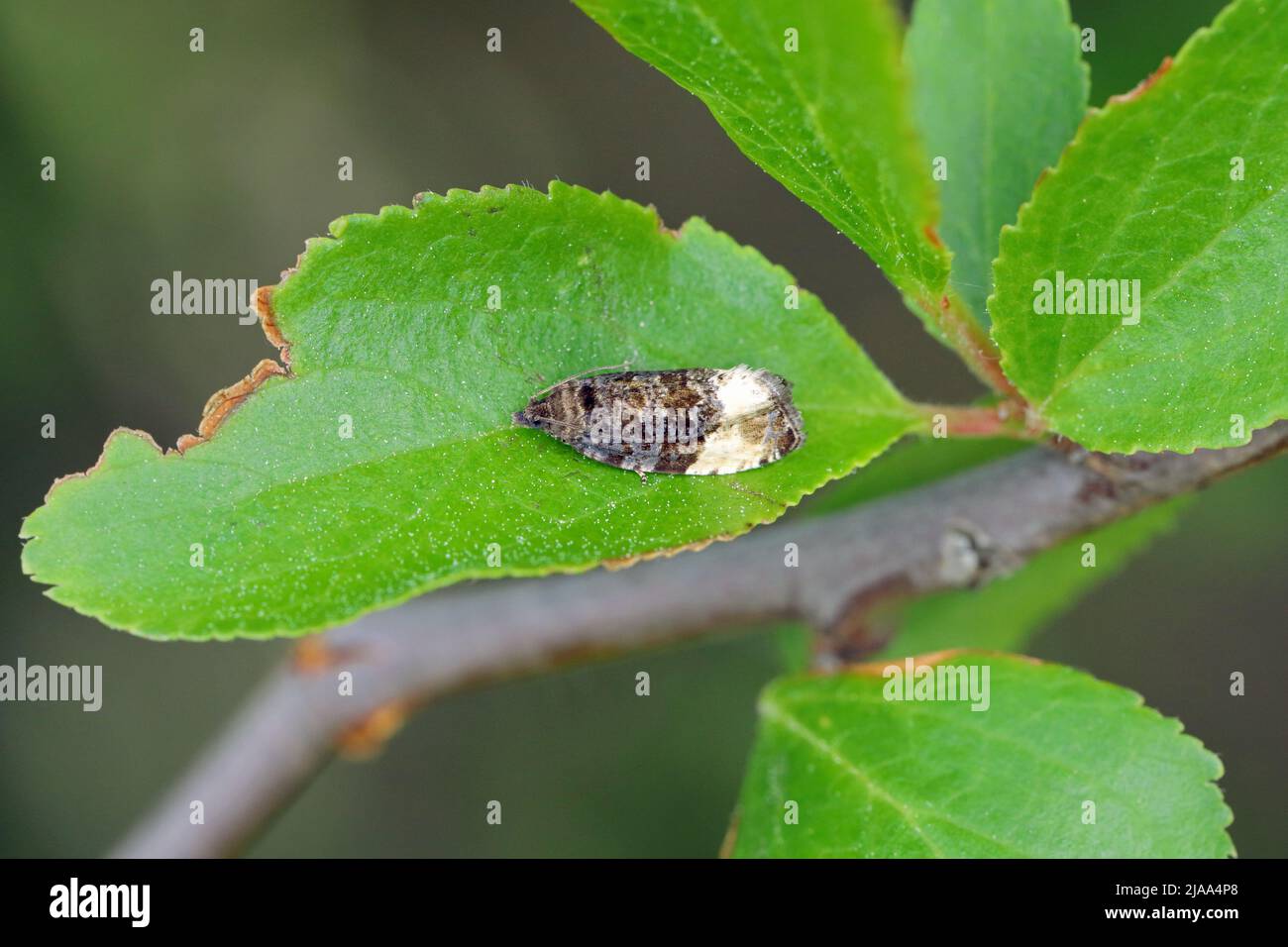 Plum tortrix (Hedya pruniana) on a plum tree. Caterpillars feed on a variety of fruit trees in orchards and gardens. Stock Photo