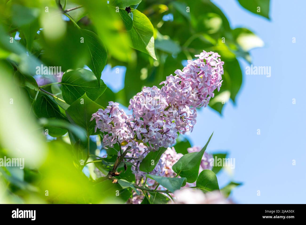 Syringa - light purple blooming lilac flowers with green leaves Stock Photo