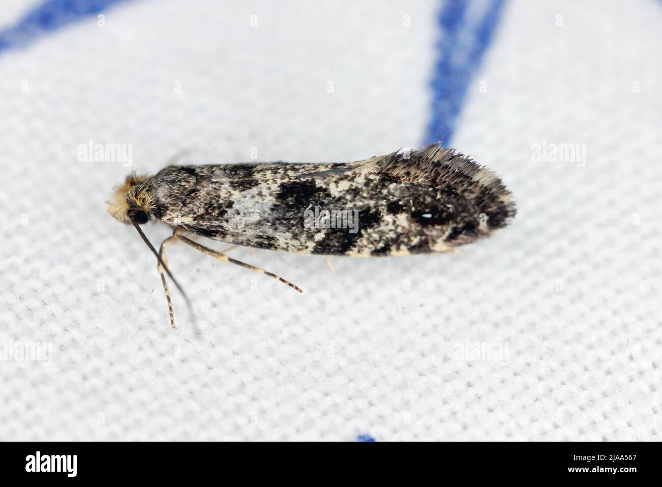European grain worm or grain moth Nemapogon granella granellus is a species of tineoid moth. It belongs to the fungus moth family (Tineidae). Stock Photo