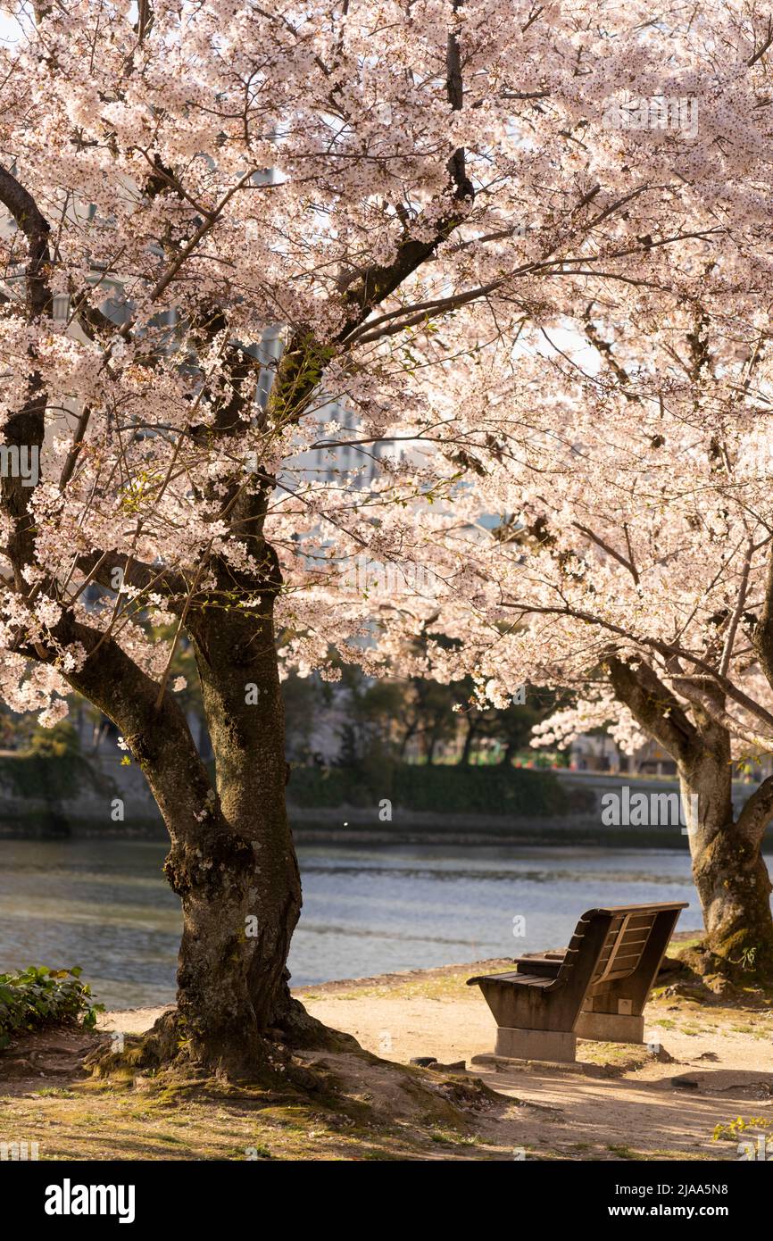 Motoyasu-gawa River, cherry blossom, Peace Memorial Park, Hiroshima City, Western Honshu, Japan Stock Photo