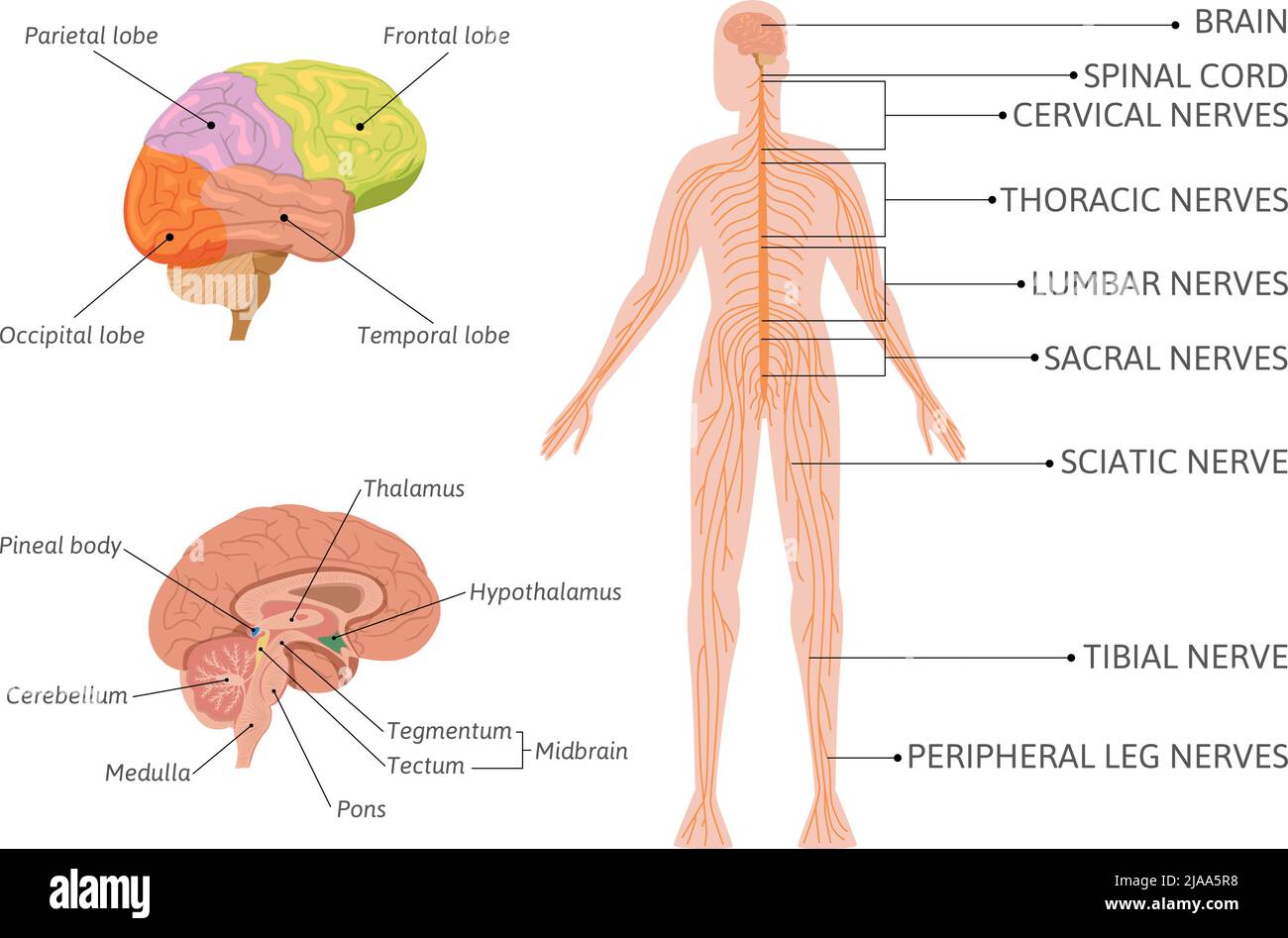 Neuroscience brain infographics with flat isolated images of human